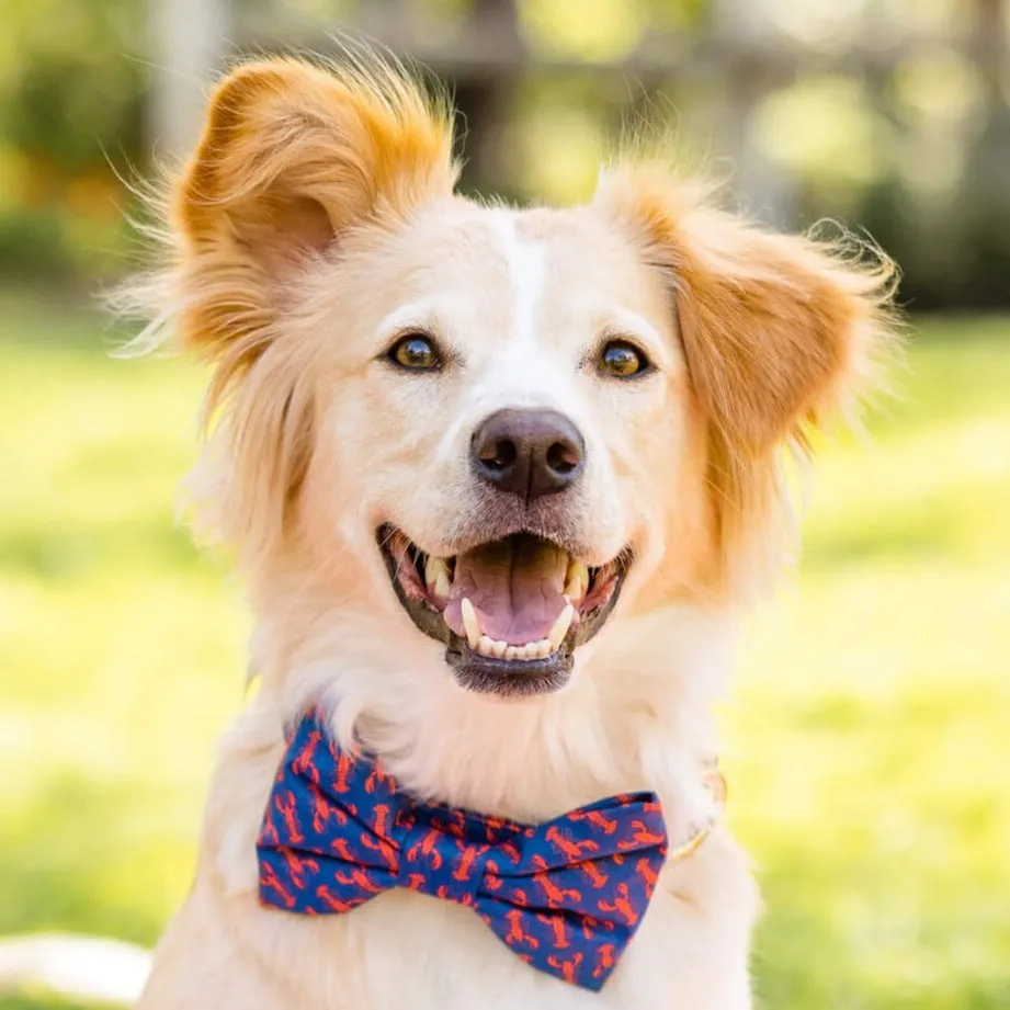 Catch of the Day Bow Tie Collar