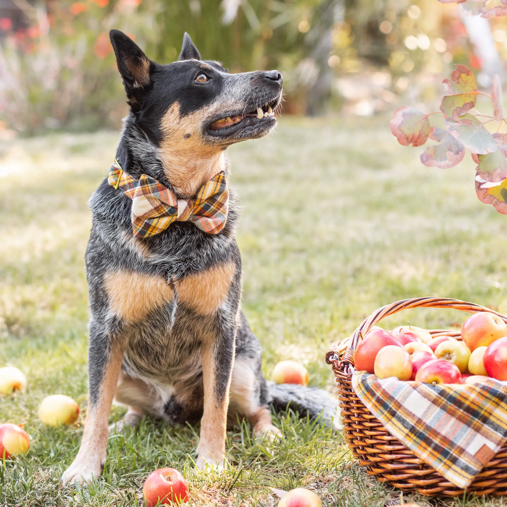 Cornucopia Plaid Flannel Dog Collar