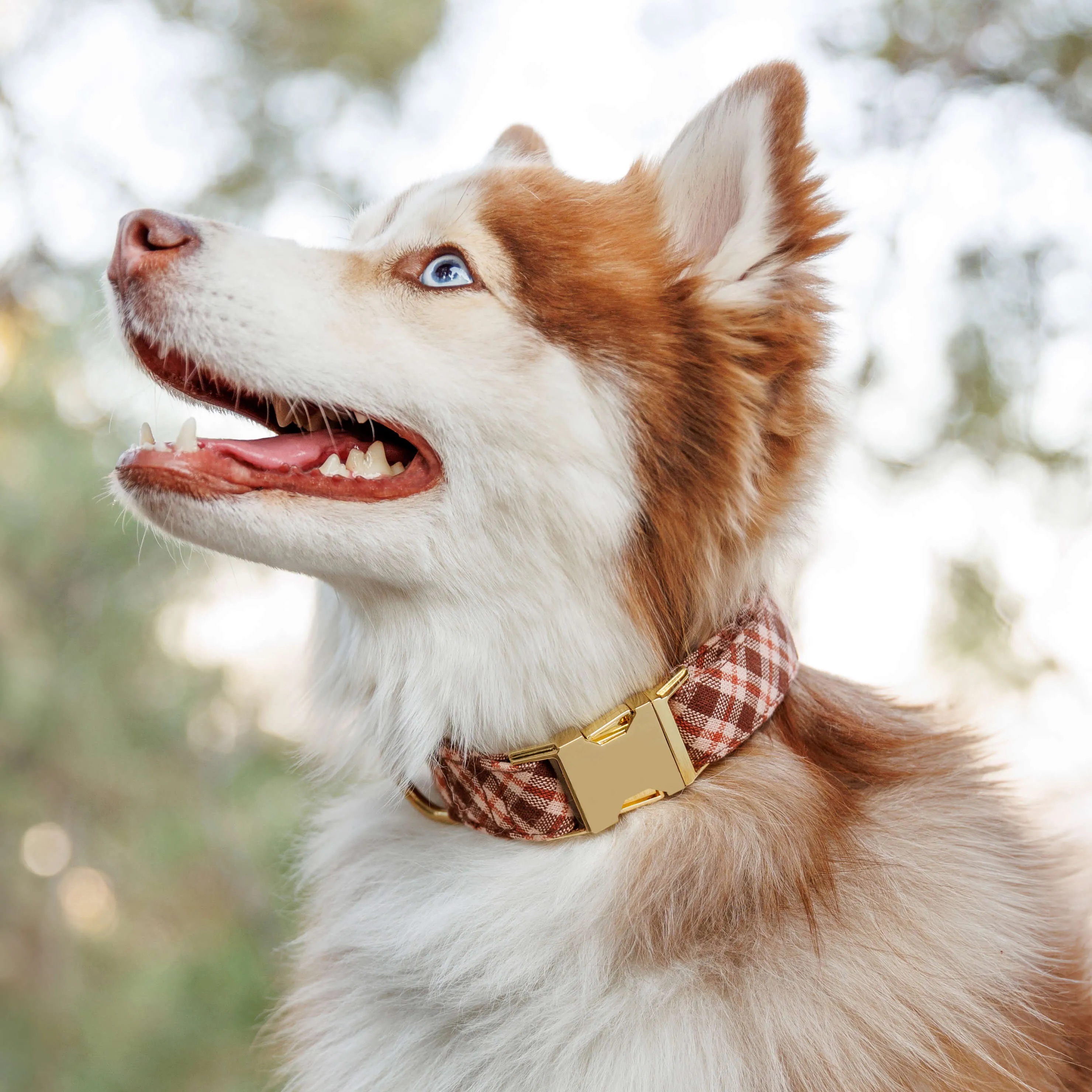 Heather Taylor Home x TFD Hudson Plaid Dog Collar