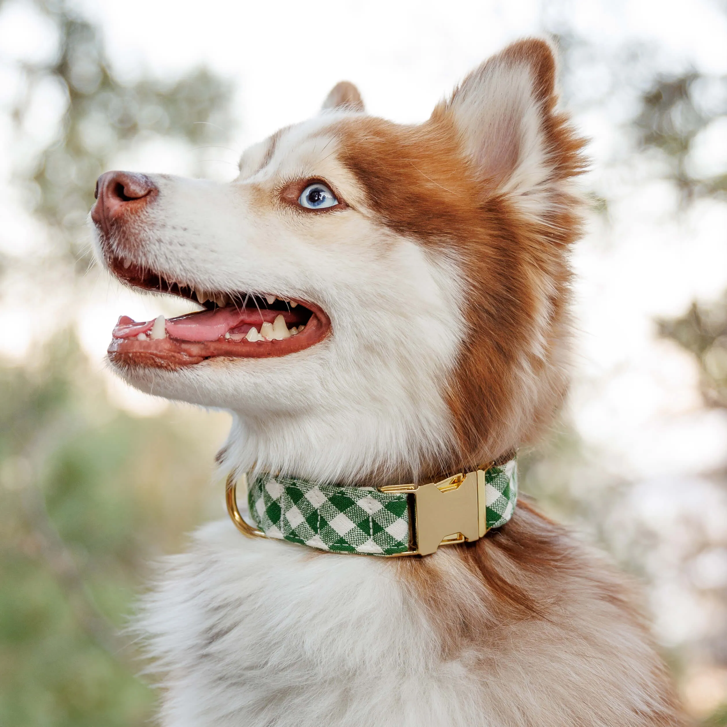 Heather Taylor Home x TFD Mini Gingham Hunter Green Dog Collar