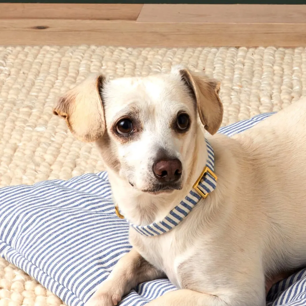 Lake Blue Stripe Dog Collar