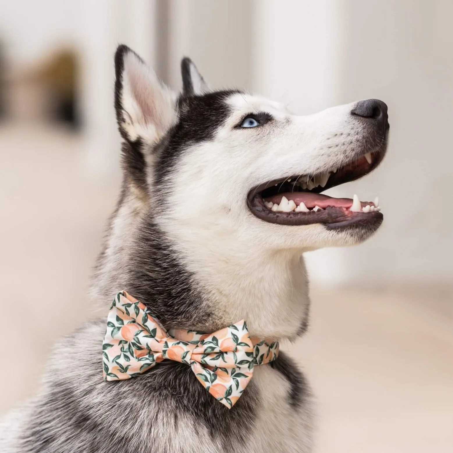 Peaches and Cream Bow Tie Collar