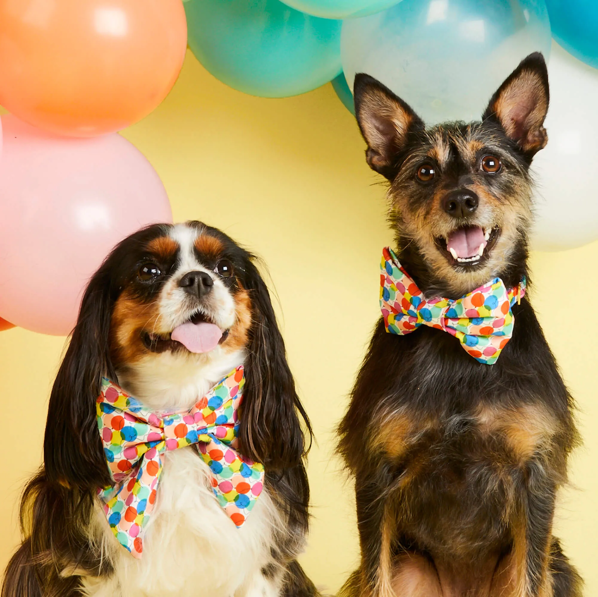 Pup, Pup, and Away Bow Tie Collar