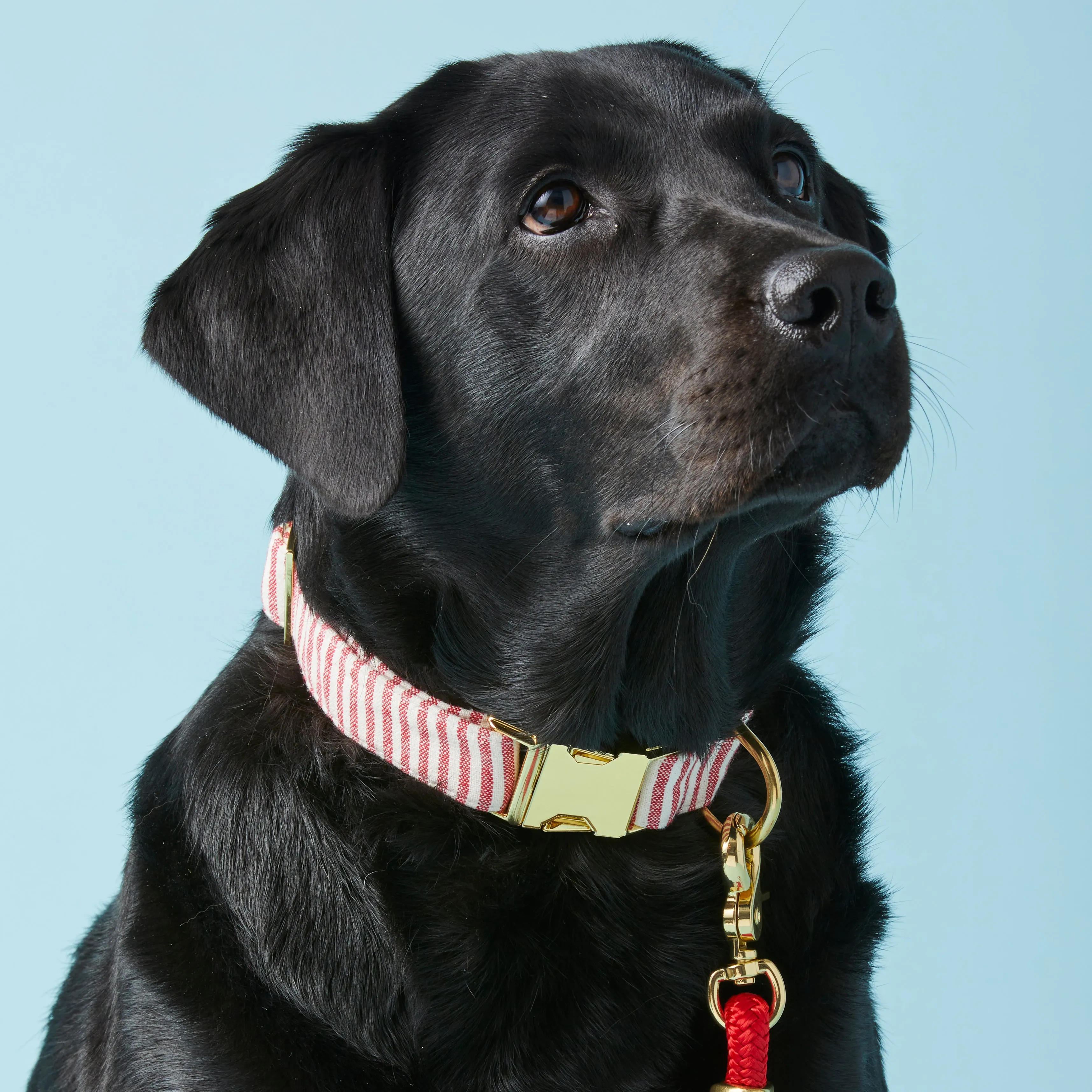 Red Stripe Dog Collar